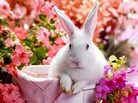 pic for cute rabbit 3 